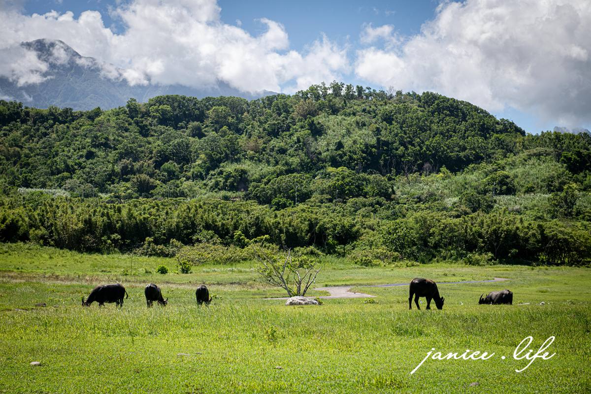 台東成功景點 芝田路水牛 台東芝田路牛牛 台東縣成功鎮芝田路 潔妮食旅生活 看牛