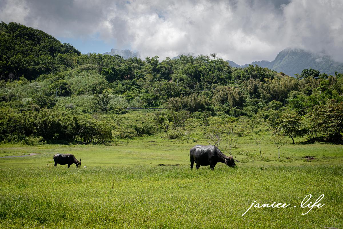 台東成功景點 芝田路水牛 台東芝田路牛牛 台東縣成功鎮芝田路 潔妮食旅生活 看牛