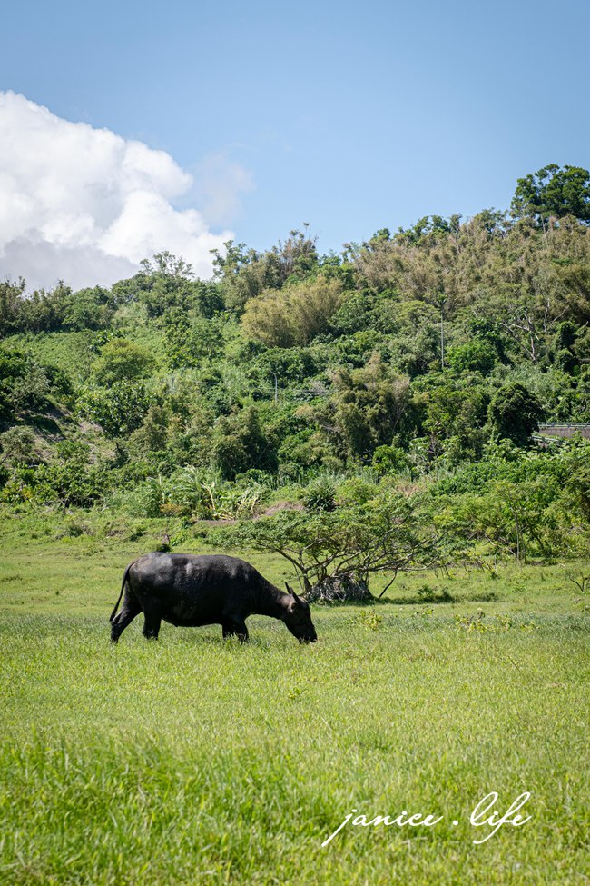 台東成功景點 芝田路水牛 台東芝田路牛牛 台東縣成功鎮芝田路 潔妮食旅生活 看牛