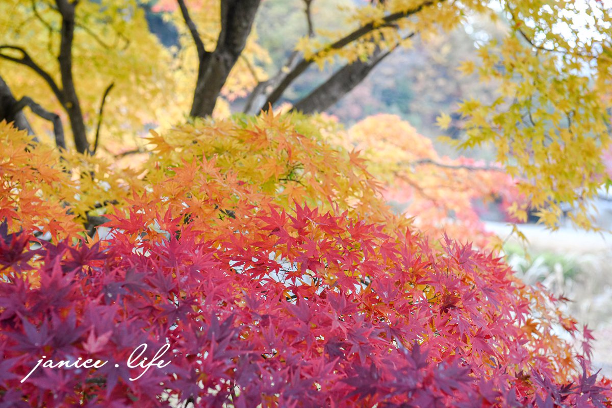日本自由行 日本自駕 四國自由行 四國自駕 日本四國行程規劃 潔妮食旅生活 日本四國景點推薦 日本四國美食餐廳推薦 日本四國住宿飯店 日本四國租車 日本四國網路 日本岡山龍泉寺 岡山市北区下足守９００ 最上本山御瀧龍泉寺 龍泉寺御朱印 https://ryusenji.jpn.org/ 日本岡山賞楓 日本賞楓勝地 龍泉寺停車 龍泉寺賞楓