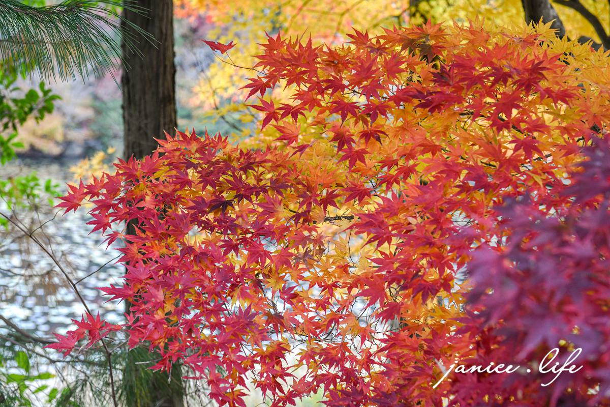 日本自由行 日本自駕 四國自由行 四國自駕 日本四國行程規劃 潔妮食旅生活 日本四國景點推薦 日本四國美食餐廳推薦 日本四國住宿飯店 日本四國租車 日本四國網路 日本岡山龍泉寺 岡山市北区下足守９００ 最上本山御瀧龍泉寺 龍泉寺御朱印 https://ryusenji.jpn.org/ 日本岡山賞楓 日本賞楓勝地 龍泉寺停車 龍泉寺賞楓