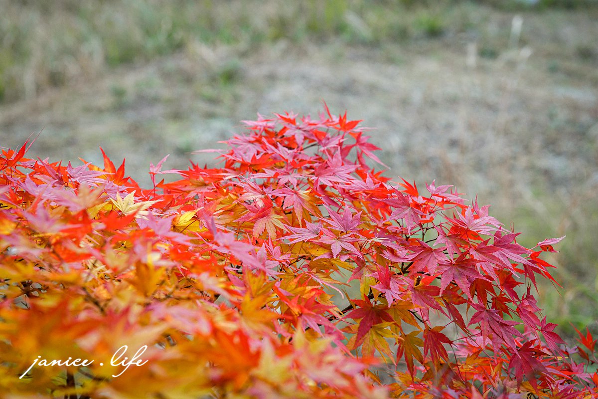 日本自由行 日本自駕 四國自由行 四國自駕 日本四國行程規劃 潔妮食旅生活 日本四國景點推薦 日本四國美食餐廳推薦 日本四國住宿飯店 日本四國租車 日本四國網路 日本岡山龍泉寺 岡山市北区下足守９００ 最上本山御瀧龍泉寺 龍泉寺御朱印 https://ryusenji.jpn.org/ 日本岡山賞楓 日本賞楓勝地 龍泉寺停車 龍泉寺賞楓