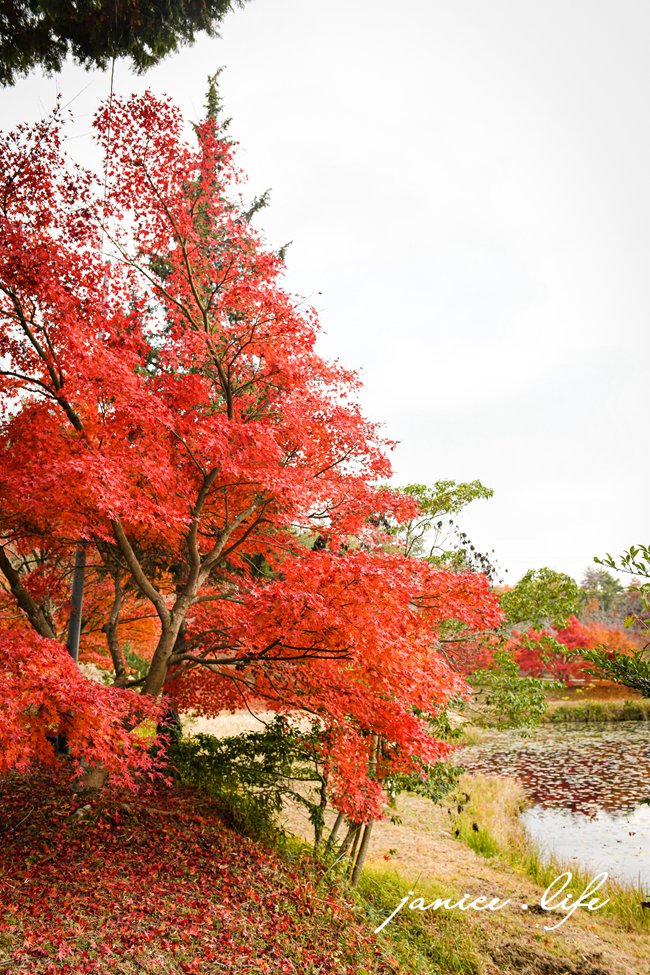 日本自由行 日本自駕 四國自由行 四國自駕 日本四國行程規劃 潔妮食旅生活 日本四國景點推薦 日本四國美食餐廳推薦 日本四國住宿飯店 日本四國租車 日本四國網路 日本岡山龍泉寺 岡山市北区下足守９００ 最上本山御瀧龍泉寺 龍泉寺御朱印 https://ryusenji.jpn.org/ 日本岡山賞楓 日本賞楓勝地 龍泉寺停車 龍泉寺賞楓