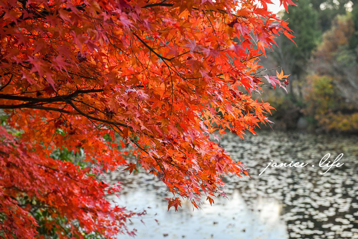 日本自由行 日本自駕 四國自由行 四國自駕 日本四國行程規劃 潔妮食旅生活 日本四國景點推薦 日本四國美食餐廳推薦 日本四國住宿飯店 日本四國租車 日本四國網路 日本岡山龍泉寺 岡山市北区下足守９００ 最上本山御瀧龍泉寺 龍泉寺御朱印 https://ryusenji.jpn.org/ 日本岡山賞楓 日本賞楓勝地 龍泉寺停車 龍泉寺賞楓