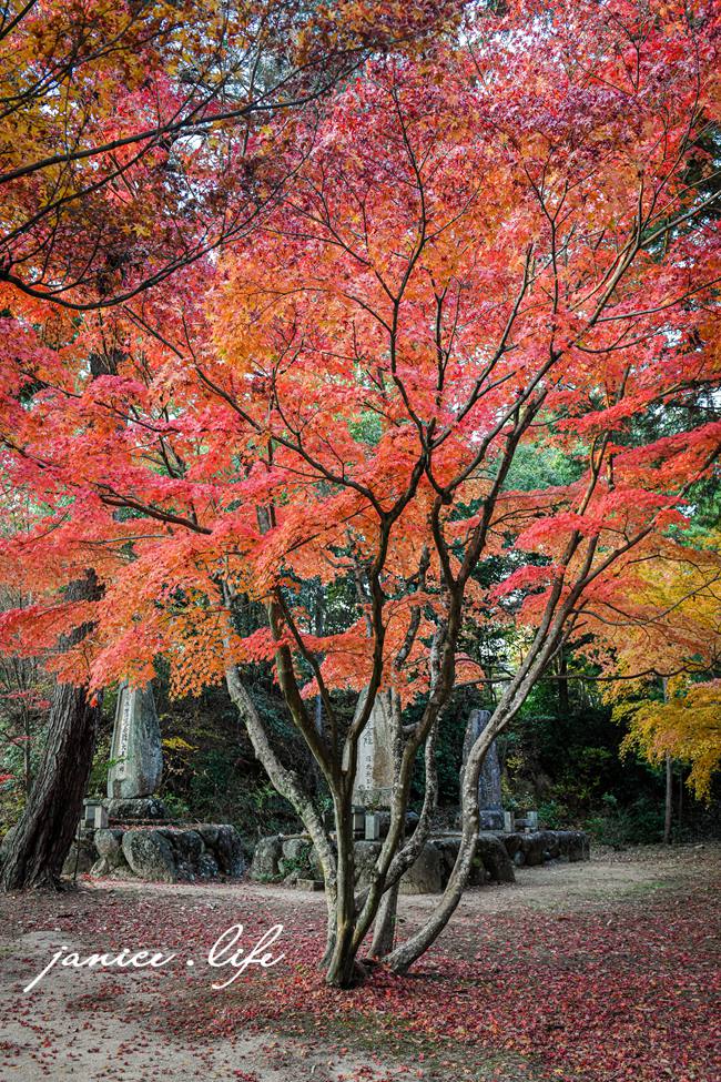 日本自由行 日本自駕 四國自由行 四國自駕 日本四國行程規劃 潔妮食旅生活 日本四國景點推薦 日本四國美食餐廳推薦 日本四國住宿飯店 日本四國租車 日本四國網路 日本岡山龍泉寺 岡山市北区下足守９００ 最上本山御瀧龍泉寺 龍泉寺御朱印 https://ryusenji.jpn.org/ 日本岡山賞楓 日本賞楓勝地 龍泉寺停車 龍泉寺賞楓