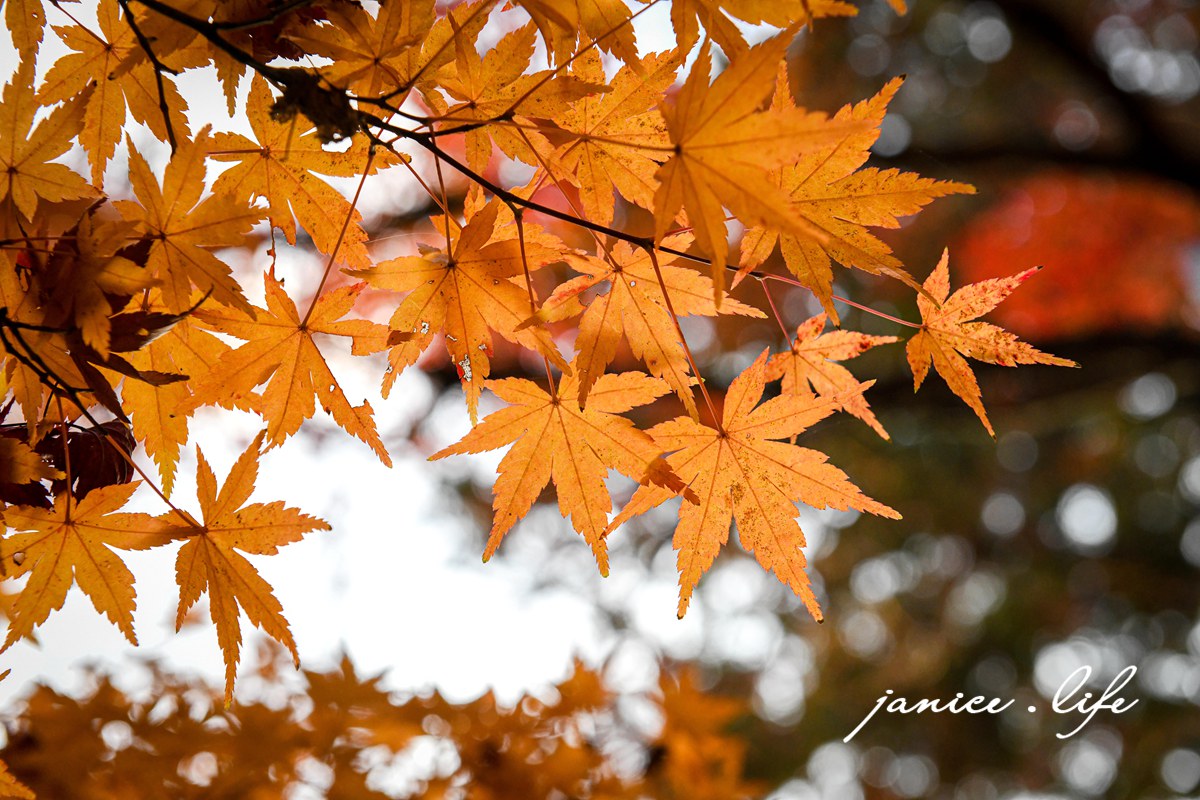 日本自由行 日本自駕 四國自由行 四國自駕 日本四國行程規劃 潔妮食旅生活 日本四國景點推薦 日本四國美食餐廳推薦 日本四國住宿飯店 日本四國租車 日本四國網路 日本岡山龍泉寺 岡山市北区下足守９００ 最上本山御瀧龍泉寺 龍泉寺御朱印 https://ryusenji.jpn.org/ 日本岡山賞楓 日本賞楓勝地 龍泉寺停車 龍泉寺賞楓
