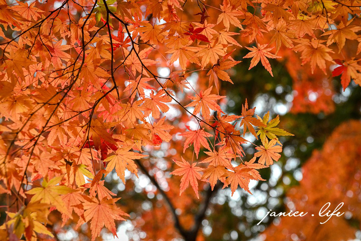 日本自由行 日本自駕 四國自由行 四國自駕 日本四國行程規劃 潔妮食旅生活 日本四國景點推薦 日本四國美食餐廳推薦 日本四國住宿飯店 日本四國租車 日本四國網路 日本岡山龍泉寺 岡山市北区下足守９００ 最上本山御瀧龍泉寺 龍泉寺御朱印 https://ryusenji.jpn.org/ 日本岡山賞楓 日本賞楓勝地 龍泉寺停車 龍泉寺賞楓