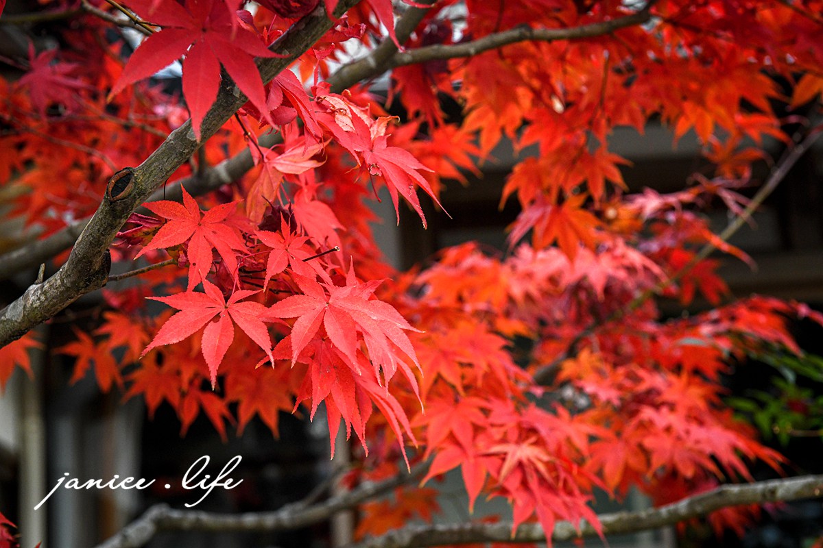 日本自由行 日本自駕 四國自由行 四國自駕 日本四國行程規劃 潔妮食旅生活 日本四國景點推薦 日本四國美食餐廳推薦 日本四國住宿飯店 日本四國租車 日本四國網路 日本岡山龍泉寺 岡山市北区下足守９００ 最上本山御瀧龍泉寺 龍泉寺御朱印 https://ryusenji.jpn.org/ 日本岡山賞楓 日本賞楓勝地 龍泉寺停車 龍泉寺賞楓