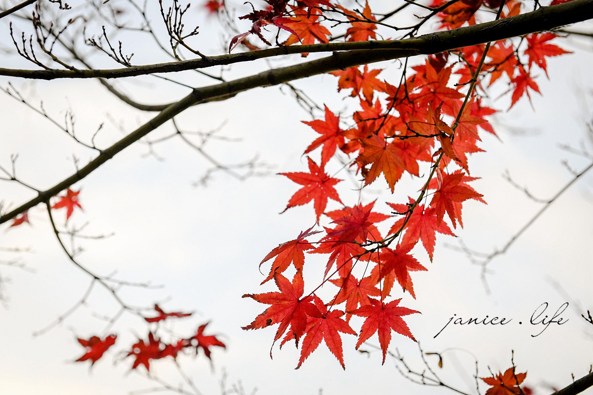 日本自由行 日本自駕 四國自由行 四國自駕 日本四國行程規劃 潔妮食旅生活 日本四國景點推薦 日本四國美食餐廳推薦 日本四國住宿飯店 日本四國租車 日本四國網路 日本岡山龍泉寺 岡山市北区下足守９００ 最上本山御瀧龍泉寺 龍泉寺御朱印 https://ryusenji.jpn.org/ 日本岡山賞楓 日本賞楓勝地 龍泉寺停車 龍泉寺賞楓