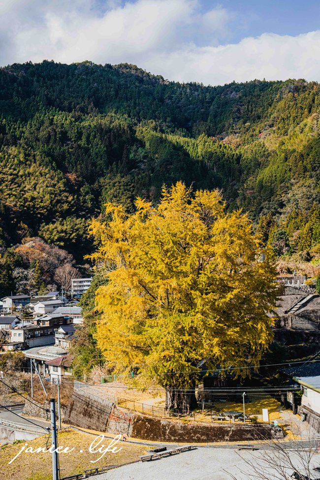 日本自由行 日本自駕 四國自由行 四國自駕 日本四國行程規劃 潔妮食旅生活 日本四國景點推薦 日本四國美食餐廳推薦 日本四國住宿飯店 長者の大銀杏