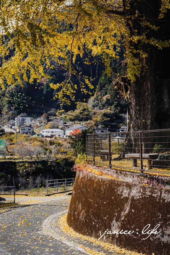 日本自由行 日本自駕 四國自由行 四國自駕 日本四國行程規劃 潔妮食旅生活 日本四國景點推薦 日本四國美食餐廳推薦 日本四國住宿飯店 長者の大銀杏