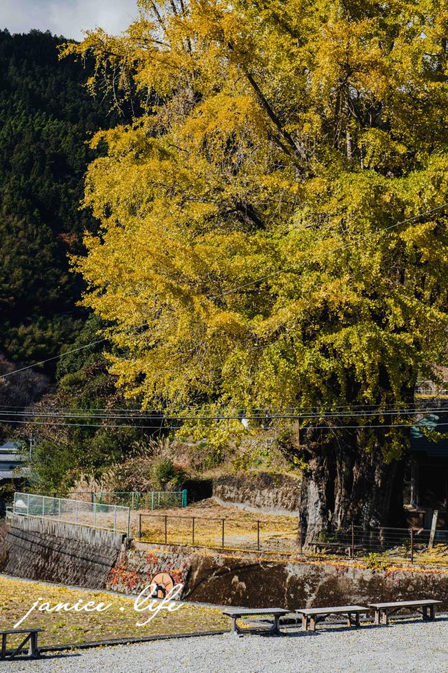 日本自由行 日本自駕 四國自由行 四國自駕 日本四國行程規劃 潔妮食旅生活 日本四國景點推薦 日本四國美食餐廳推薦 日本四國住宿飯店 長者の大銀杏