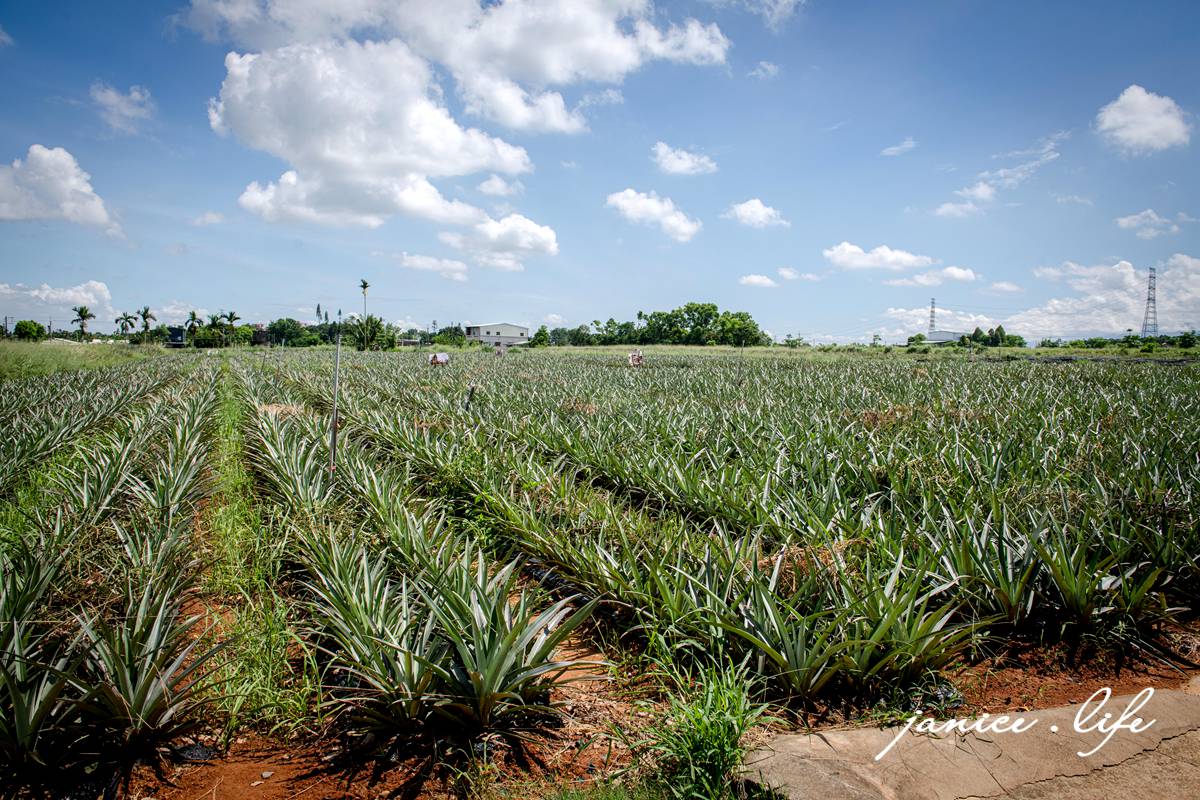嘉義景點 嘉義縣民雄鄉1-3號 嘉義民雄景點 旺萊山鳳梨文化園區 鳳梨酥試吃 鳳梨小知識 旺萊山-鳳梨文化園區地址 旺萊山-鳳梨文化園區門票 旺萊山-鳳梨文化園區停車 潔妮食旅生活 嘉義旅遊 嘉義美食 鳳梨酥推薦 鳳梨酥