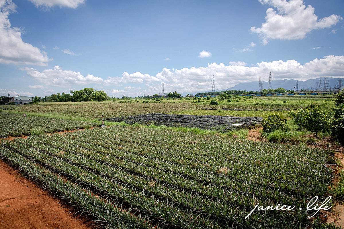 嘉義景點 嘉義縣民雄鄉1-3號 嘉義民雄景點 旺萊山鳳梨文化園區 鳳梨酥試吃 鳳梨小知識 旺萊山-鳳梨文化園區地址 旺萊山-鳳梨文化園區門票 旺萊山-鳳梨文化園區停車 潔妮食旅生活 嘉義旅遊 嘉義美食 鳳梨酥推薦 鳳梨酥