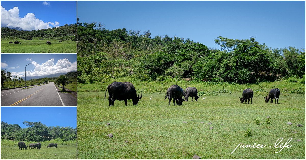 台東成功景點 芝田路水牛 台東芝田路牛牛 台東縣成功鎮芝田路 潔妮食旅生活 看牛