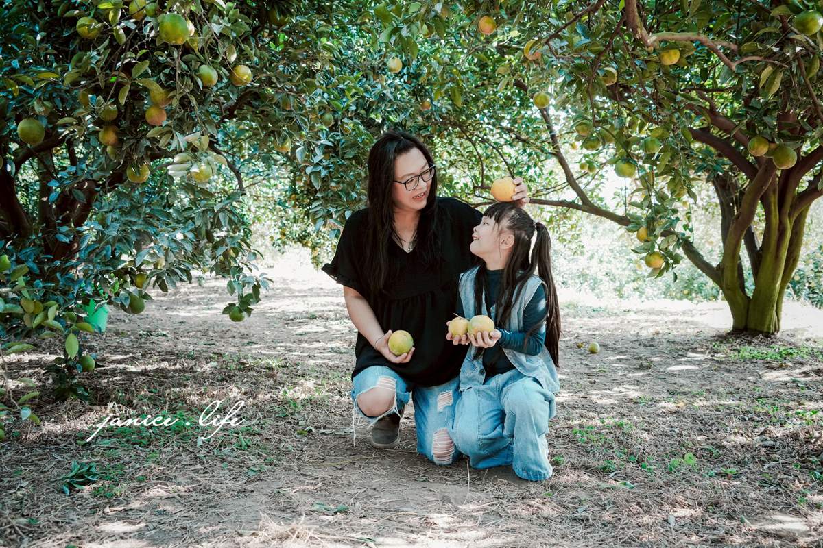新竹景點｜月眉柑園｜一起採橘子｜現場橘子任你吃｜入園費只要50元