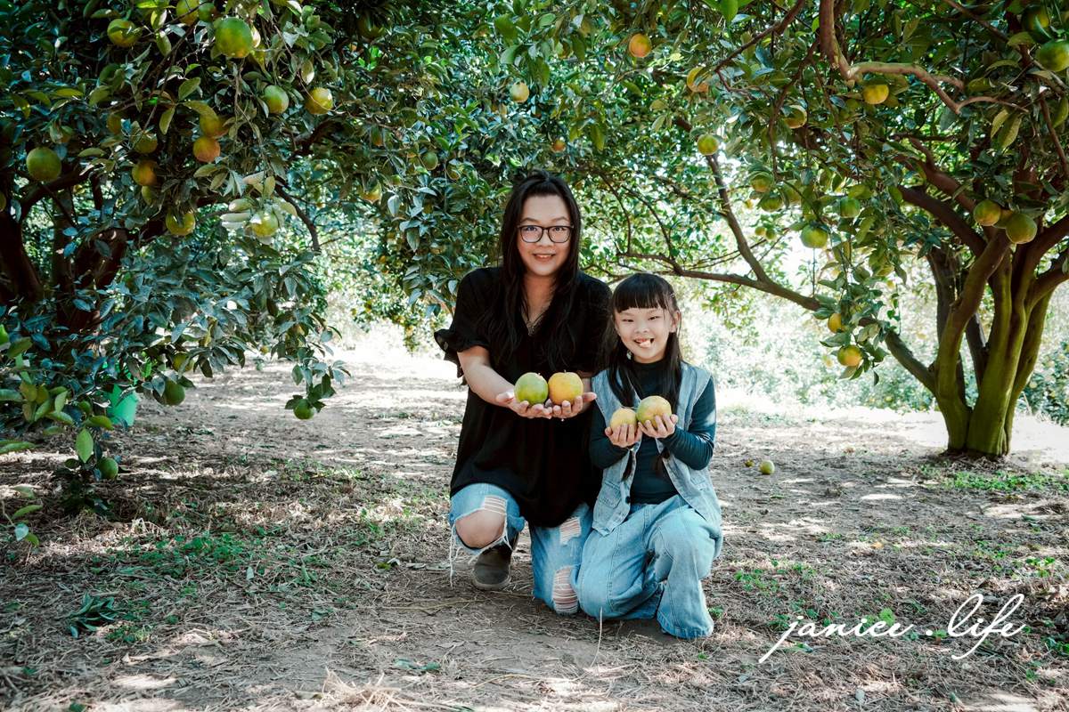 新竹景點｜月眉柑園｜一起採橘子｜現場橘子任你吃｜入園費只要50元