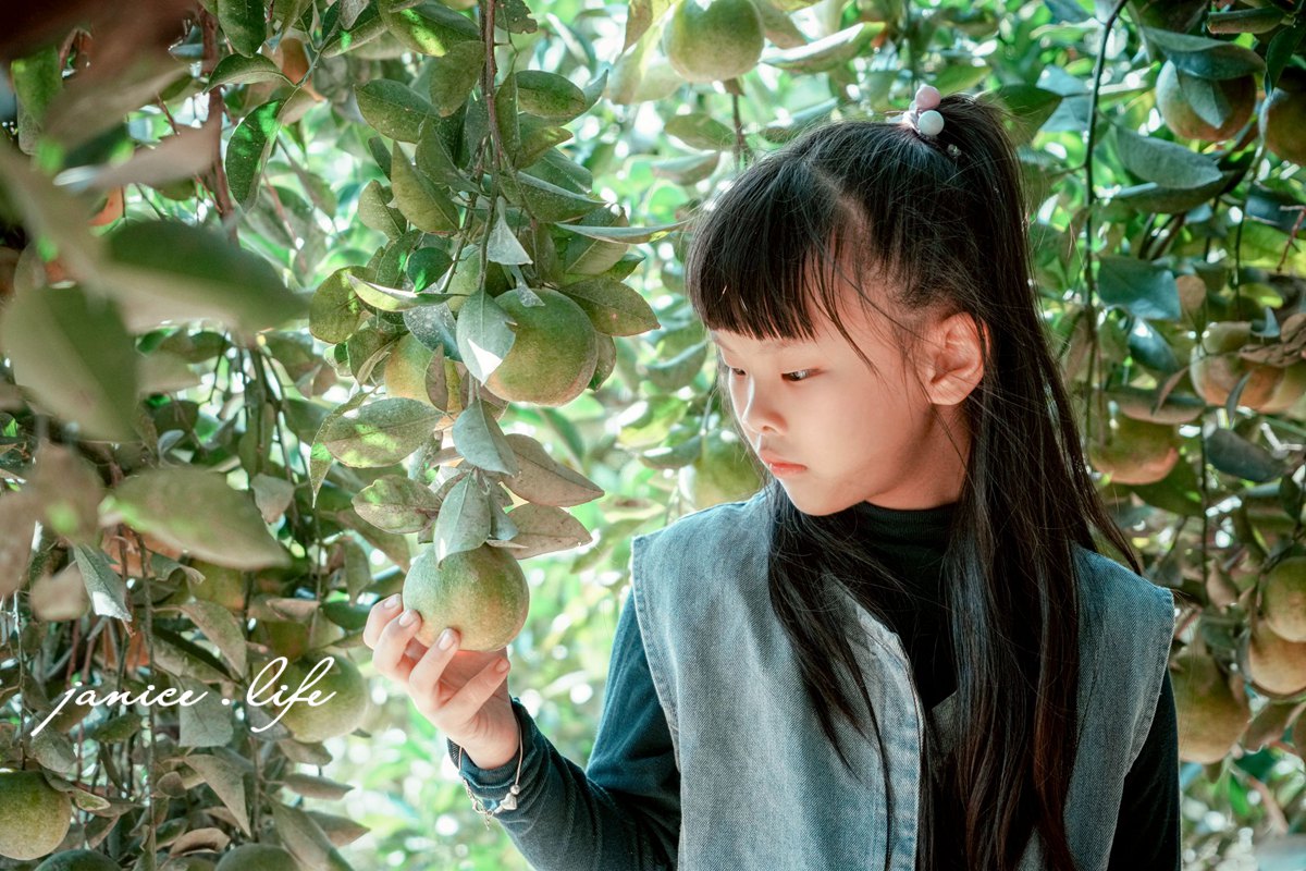 新竹景點｜月眉柑園｜一起採橘子｜現場橘子任你吃｜入園費只要50元