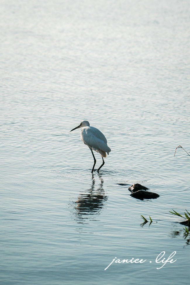桃園親子公園 桃園親子景點 華興池生態埤塘公園 華興池生態埤塘公園停車 桃園旅遊 桃園景點 桃園大園 潔妮食旅生活 桃園看飛機