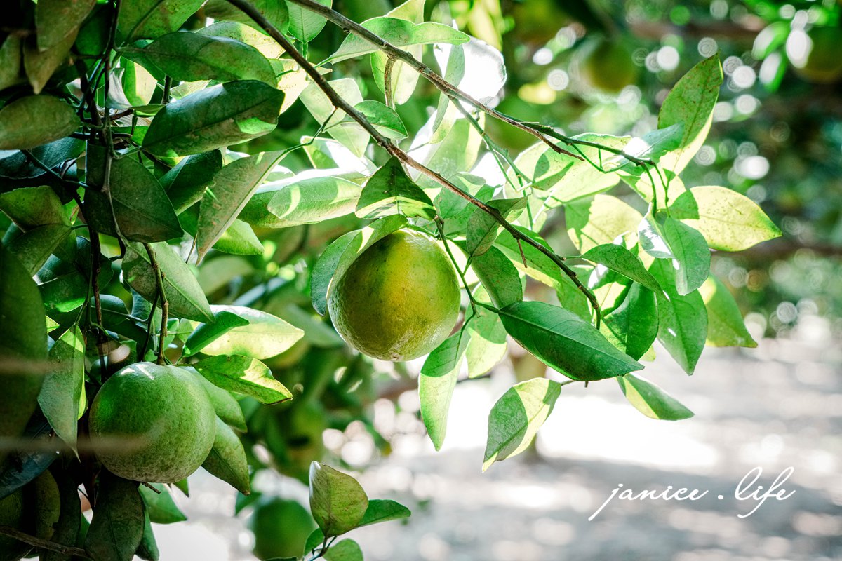 新竹景點|月眉柑園|一起採橘子|現場橘子任你吃|入園費只要50元 - 第13張圖 月眉柑園 新竹景點 新竹旅遊 新竹採橘子 新竹縣峨眉鄉石井村三鄰41-1號 潔妮食旅生活 月眉柑園橘子價目表 新竹峨嵋景點 新竹峨嵋旅遊 親子景點 新竹親子景點