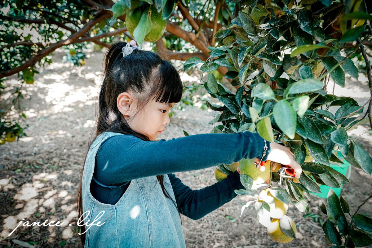 月眉柑園 新竹景點 新竹旅遊 新竹採橘子 新竹縣峨眉鄉石井村三鄰41-1號 潔妮食旅生活 月眉柑園橘子價目表 新竹峨嵋景點 新竹峨嵋旅遊 親子景點 新竹親子景點