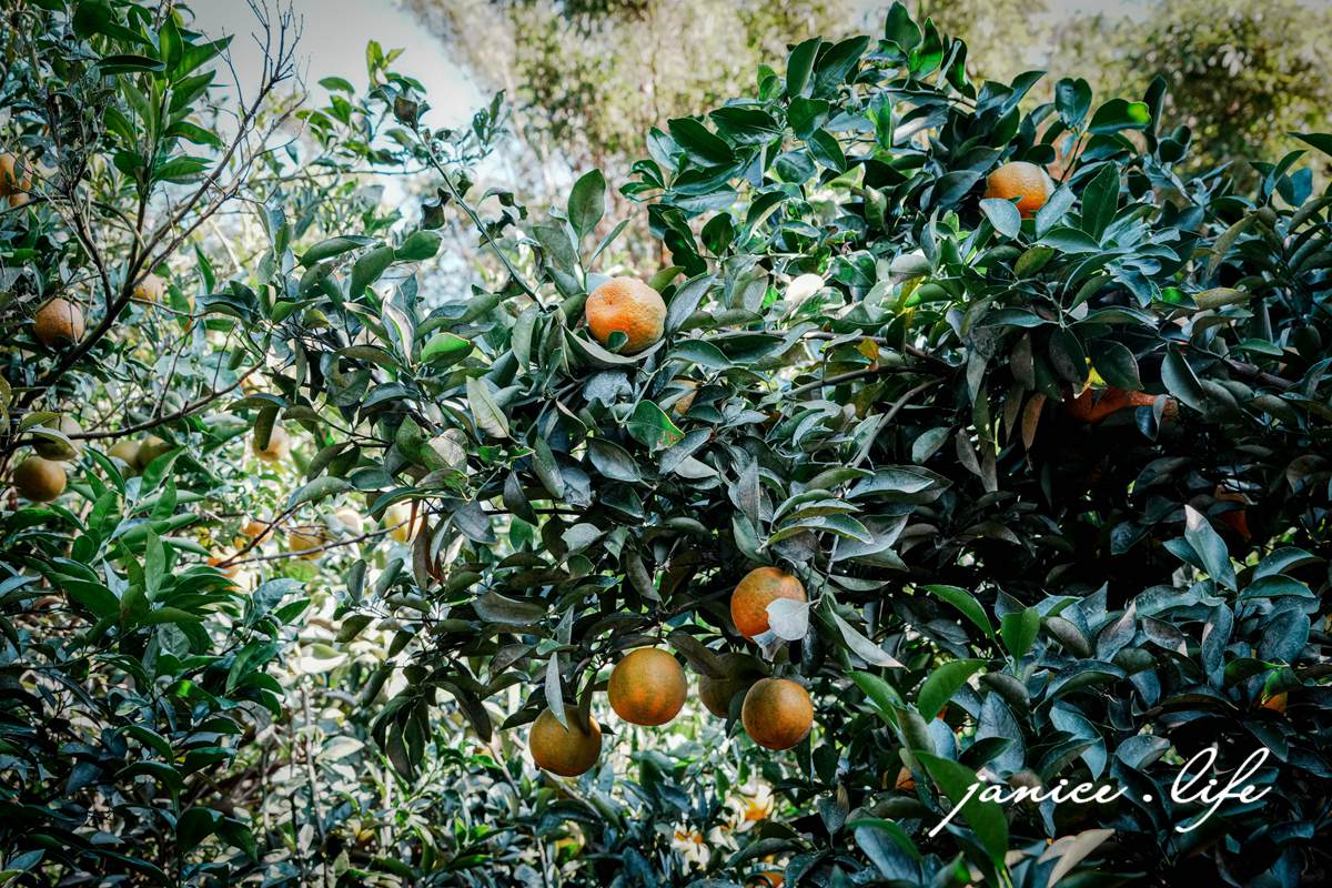 月眉柑園 新竹景點 新竹旅遊 新竹採橘子 新竹縣峨眉鄉石井村三鄰41-1號 潔妮食旅生活 月眉柑園橘子價目表 新竹峨嵋景點 新竹峨嵋旅遊 親子景點 新竹親子景點