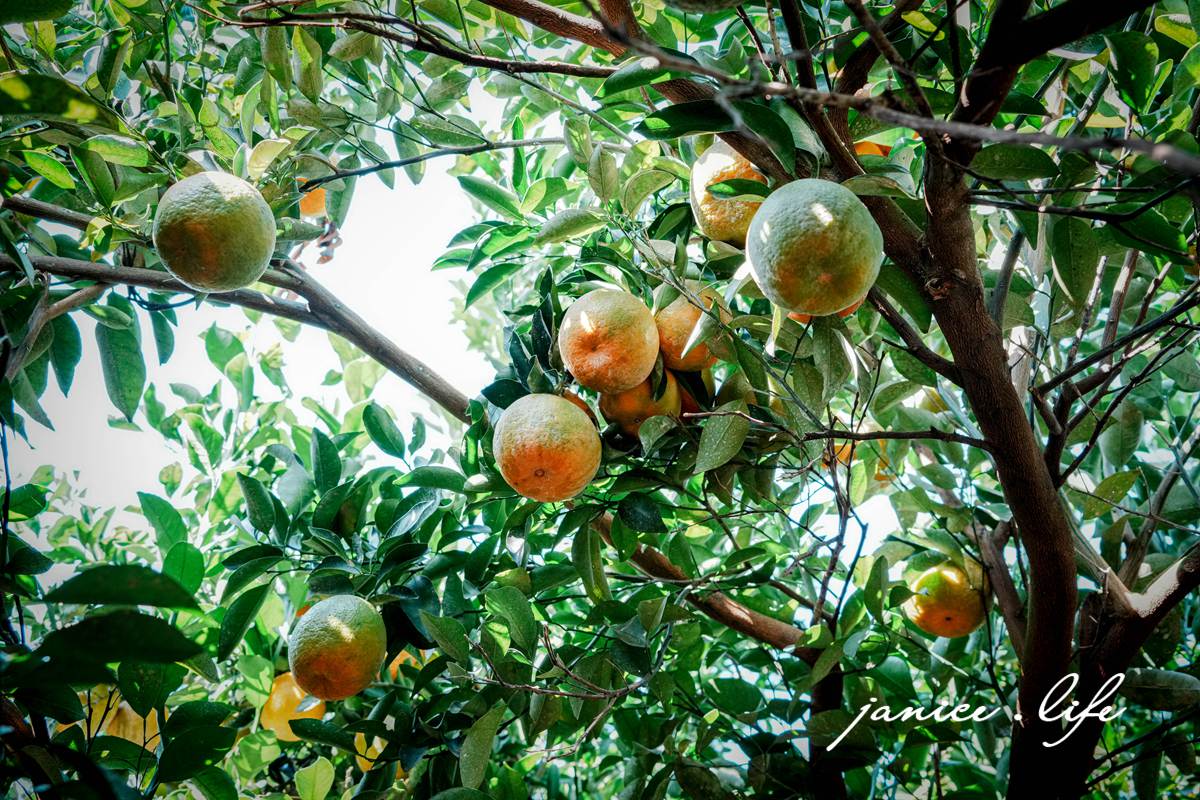 新竹景點|月眉柑園|一起採橘子|現場橘子任你吃|入園費只要50元 - 第16張圖 月眉柑園 新竹景點 新竹旅遊 新竹採橘子 新竹縣峨眉鄉石井村三鄰41-1號 潔妮食旅生活 月眉柑園橘子價目表 新竹峨嵋景點 新竹峨嵋旅遊 親子景點 新竹親子景點