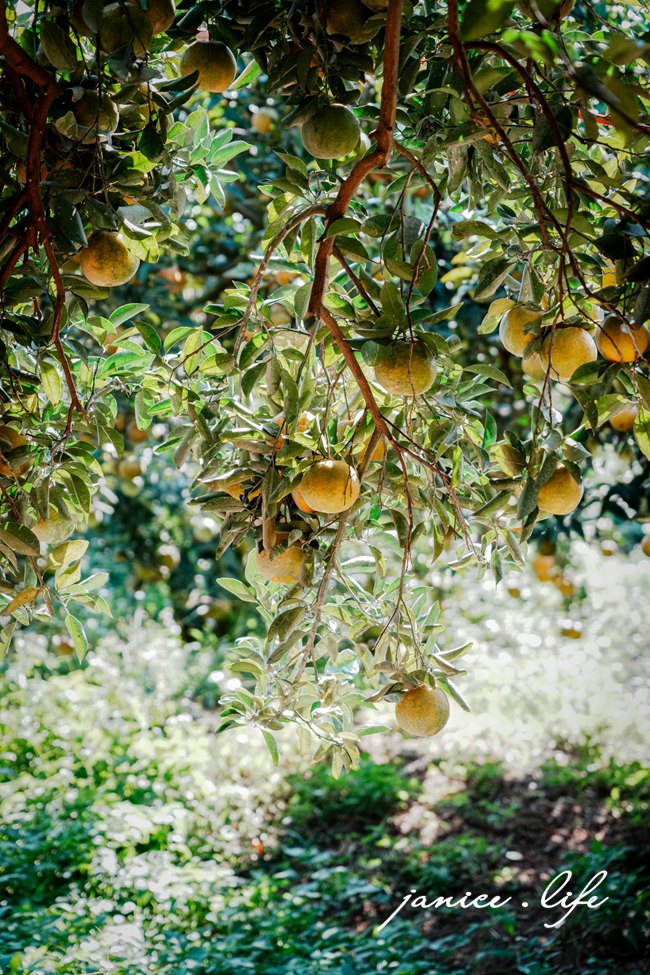 月眉柑園 新竹景點 新竹旅遊 新竹採橘子 新竹縣峨眉鄉石井村三鄰41-1號 潔妮食旅生活 月眉柑園橘子價目表 新竹峨嵋景點 新竹峨嵋旅遊 親子景點 新竹親子景點