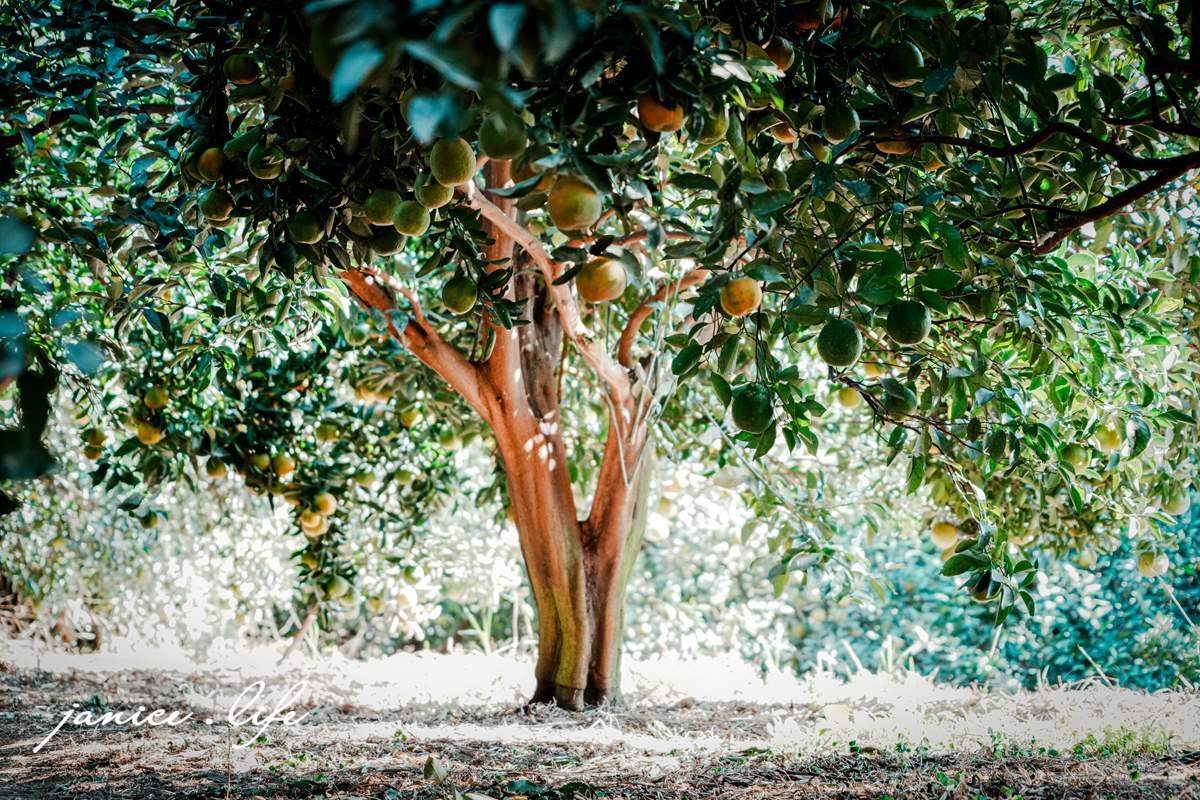月眉柑園 新竹景點 新竹旅遊 新竹採橘子 新竹縣峨眉鄉石井村三鄰41-1號 潔妮食旅生活 月眉柑園橘子價目表 新竹峨嵋景點 新竹峨嵋旅遊 親子景點 新竹親子景點