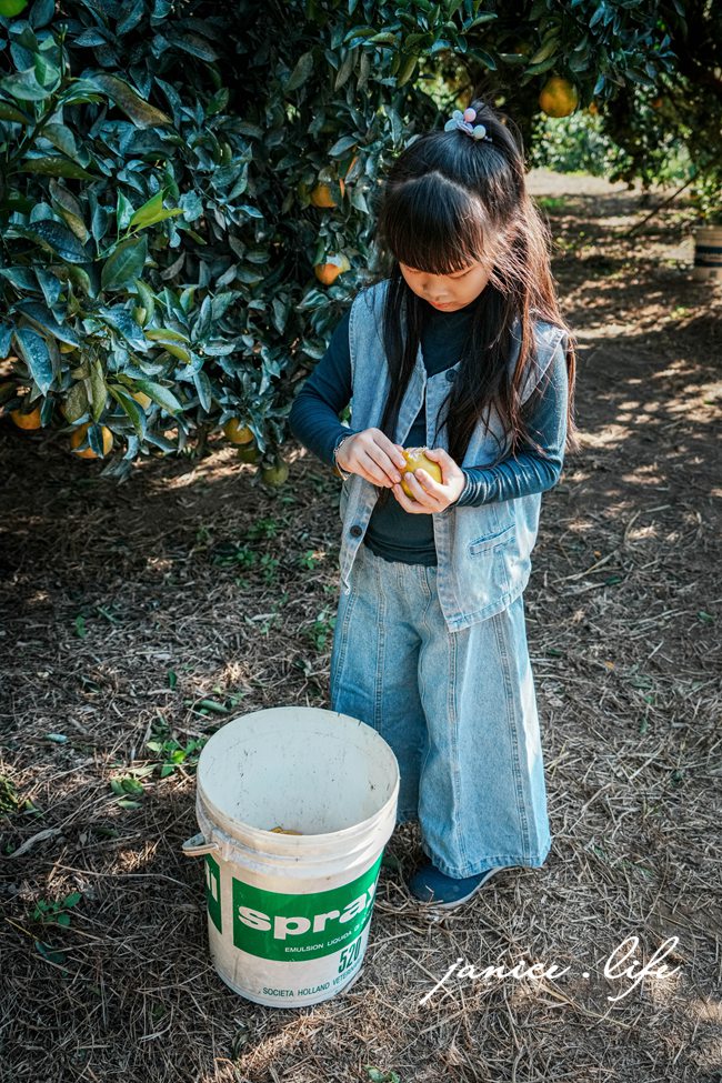 月眉柑園 新竹景點 新竹旅遊 新竹採橘子 新竹縣峨眉鄉石井村三鄰41-1號 潔妮食旅生活 月眉柑園橘子價目表 新竹峨嵋景點 新竹峨嵋旅遊 親子景點 新竹親子景點
