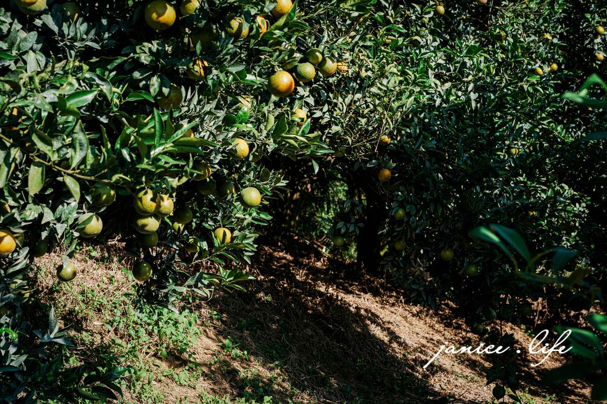 月眉柑園 新竹景點 新竹旅遊 新竹採橘子 新竹縣峨眉鄉石井村三鄰41-1號 潔妮食旅生活 月眉柑園橘子價目表 新竹峨嵋景點 新竹峨嵋旅遊 親子景點 新竹親子景點
