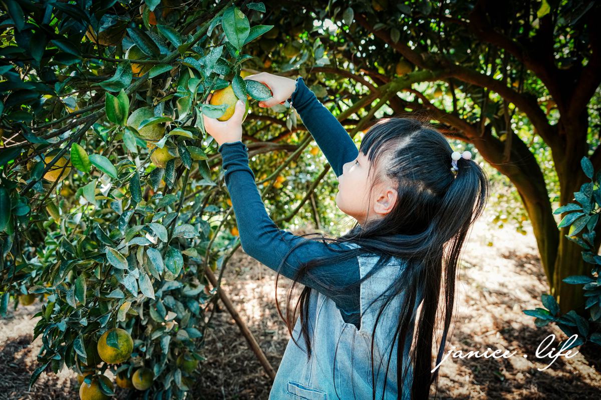 月眉柑園 新竹景點 新竹旅遊 新竹採橘子 新竹縣峨眉鄉石井村三鄰41-1號 潔妮食旅生活 月眉柑園橘子價目表 新竹峨嵋景點 新竹峨嵋旅遊 親子景點 新竹親子景點