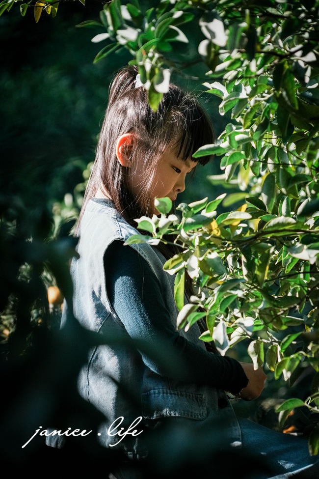 月眉柑園 新竹景點 新竹旅遊 新竹採橘子 新竹縣峨眉鄉石井村三鄰41-1號 潔妮食旅生活 月眉柑園橘子價目表 新竹峨嵋景點 新竹峨嵋旅遊 親子景點 新竹親子景點