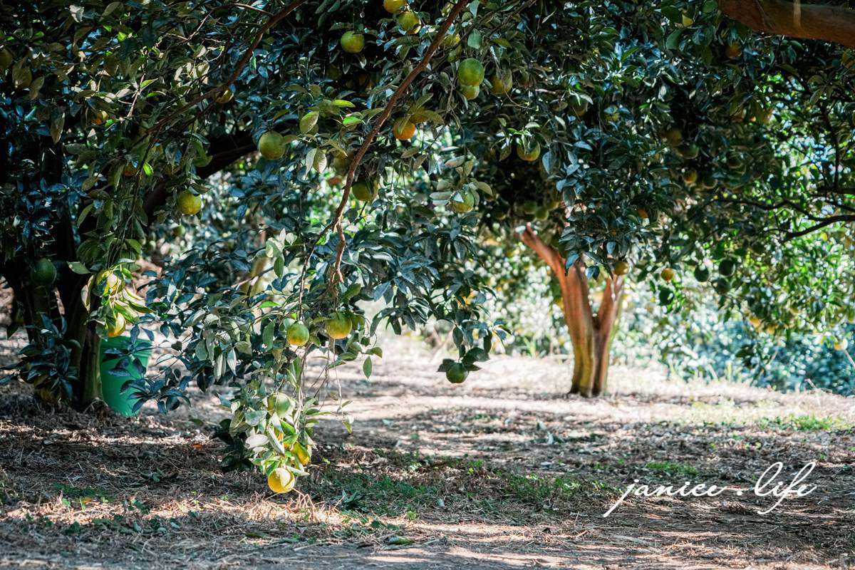 新竹景點|月眉柑園|一起採橘子|現場橘子任你吃|入園費只要50元 - 第24張圖 月眉柑園 新竹景點 新竹旅遊 新竹採橘子 新竹縣峨眉鄉石井村三鄰41-1號 潔妮食旅生活 月眉柑園橘子價目表 新竹峨嵋景點 新竹峨嵋旅遊 親子景點 新竹親子景點
