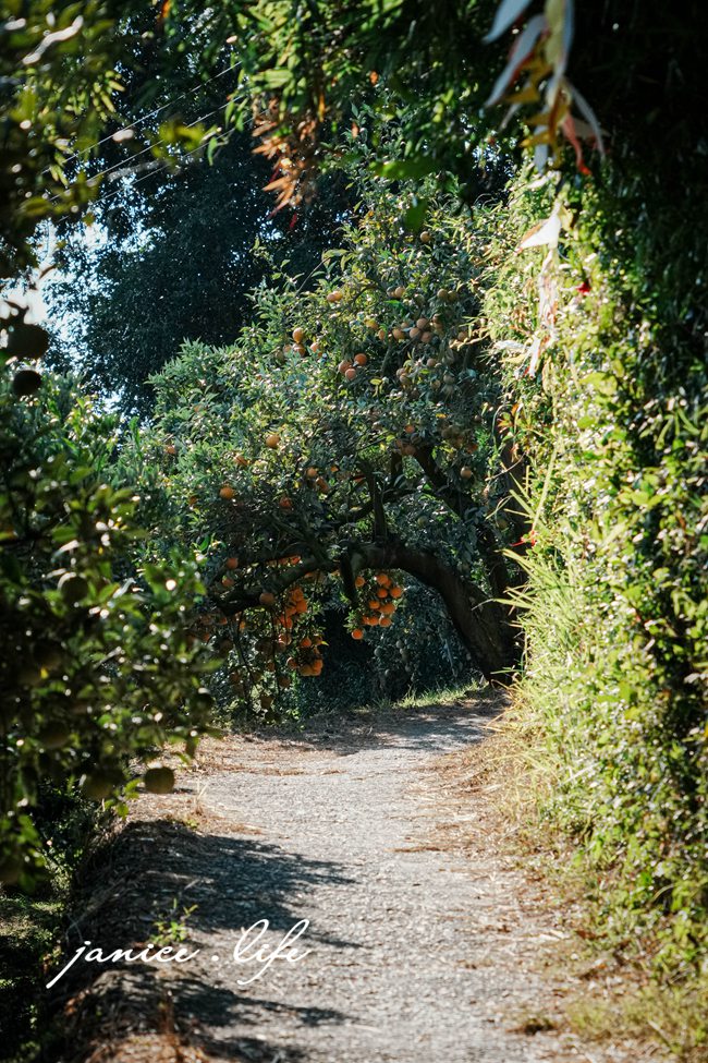 月眉柑園 新竹景點 新竹旅遊 新竹採橘子 新竹縣峨眉鄉石井村三鄰41-1號 潔妮食旅生活 月眉柑園橘子價目表 新竹峨嵋景點 新竹峨嵋旅遊 親子景點 新竹親子景點