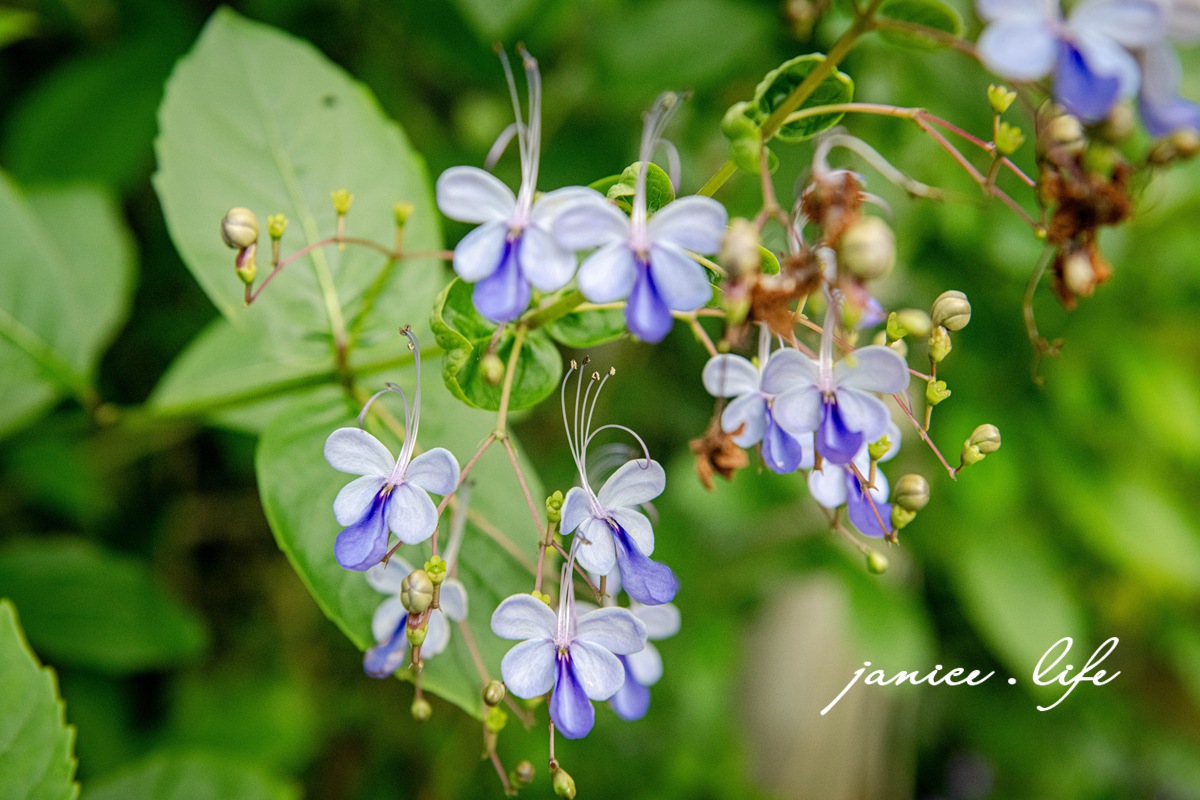 大雪山喜樂之地露營區 臺中市東勢區東坑路978-6號 大雪山喜樂之地露營區相片 大雪山喜樂之地露營區費用 大雪山喜樂之地露營區交通 大雪山喜樂之地露營區環境 台中露營 露營地推薦 露營包場推薦 潔妮食旅生活 台中旅遊 