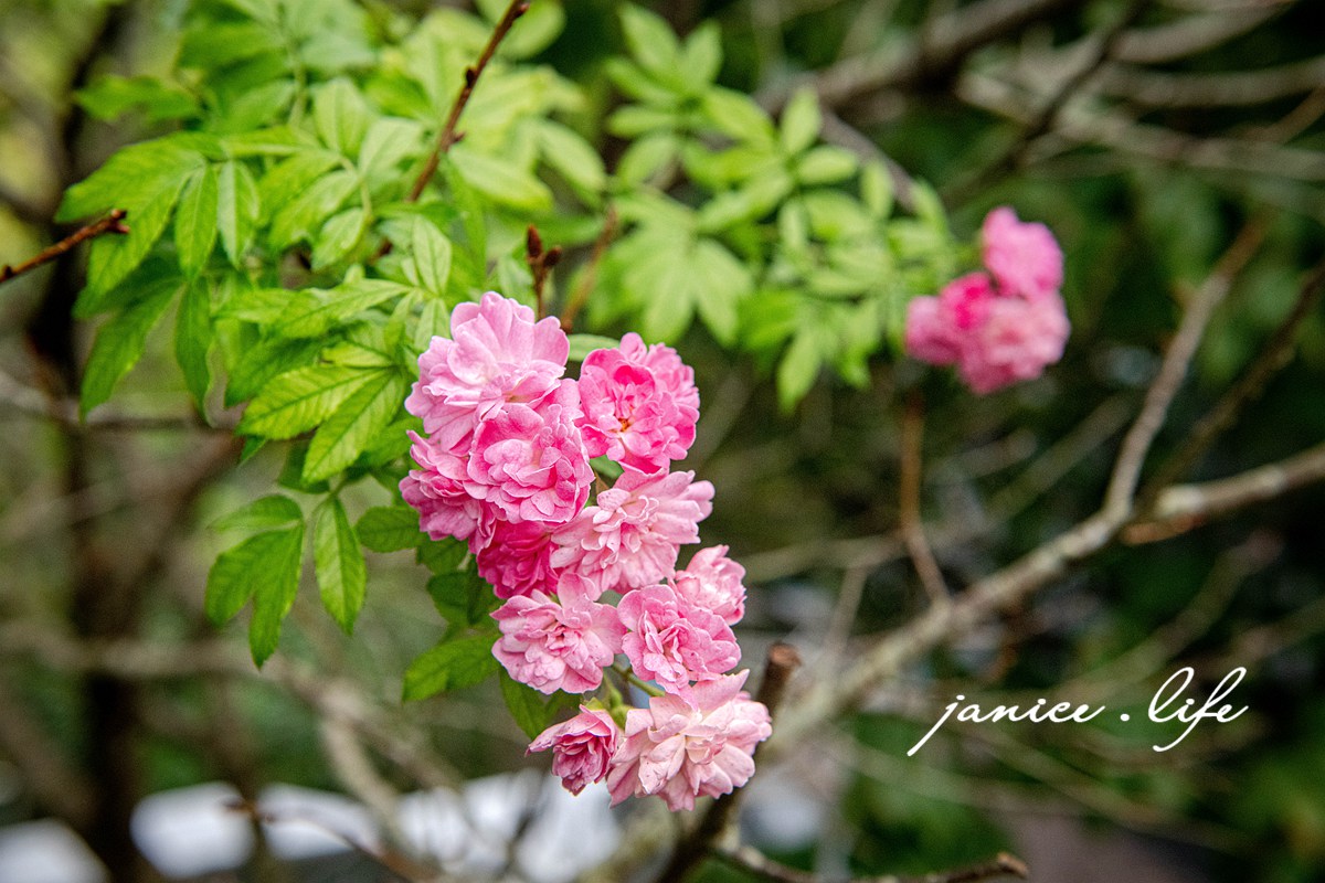 大雪山喜樂之地露營區 臺中市東勢區東坑路978-6號 大雪山喜樂之地露營區相片 大雪山喜樂之地露營區費用 大雪山喜樂之地露營區交通 大雪山喜樂之地露營區環境 台中露營 露營地推薦 露營包場推薦 潔妮食旅生活 台中旅遊 