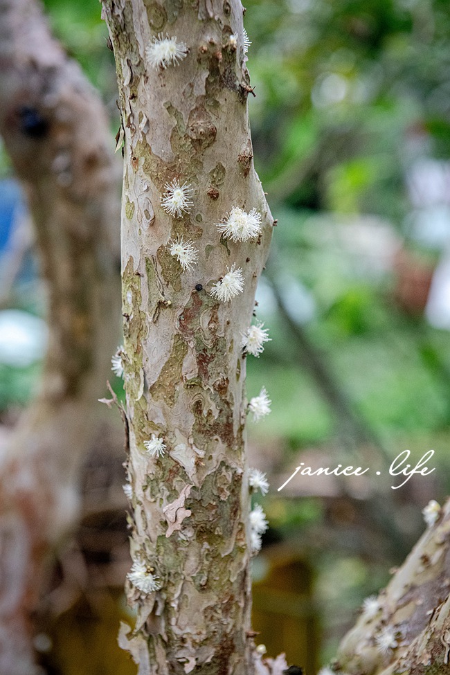 大雪山喜樂之地露營區 臺中市東勢區東坑路978-6號 大雪山喜樂之地露營區相片 大雪山喜樂之地露營區費用 大雪山喜樂之地露營區交通 大雪山喜樂之地露營區環境 台中露營 露營地推薦 露營包場推薦 潔妮食旅生活 台中旅遊 