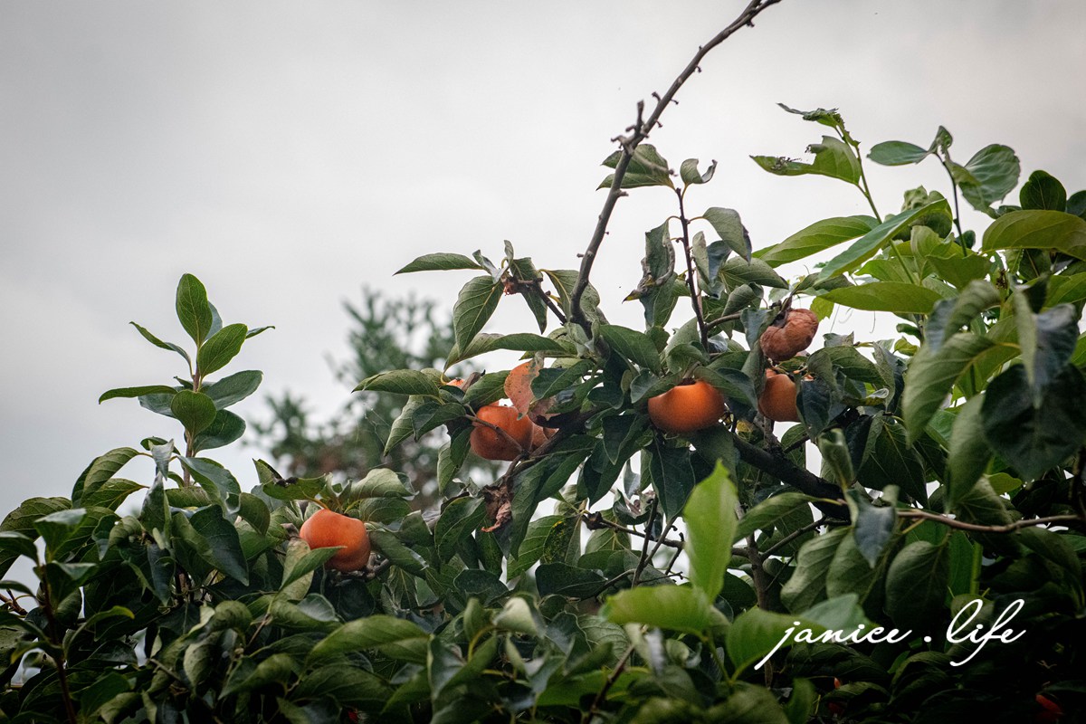 大雪山喜樂之地露營區 臺中市東勢區東坑路978-6號 大雪山喜樂之地露營區相片 大雪山喜樂之地露營區費用 大雪山喜樂之地露營區交通 大雪山喜樂之地露營區環境 台中露營 露營地推薦 露營包場推薦 潔妮食旅生活 台中旅遊 