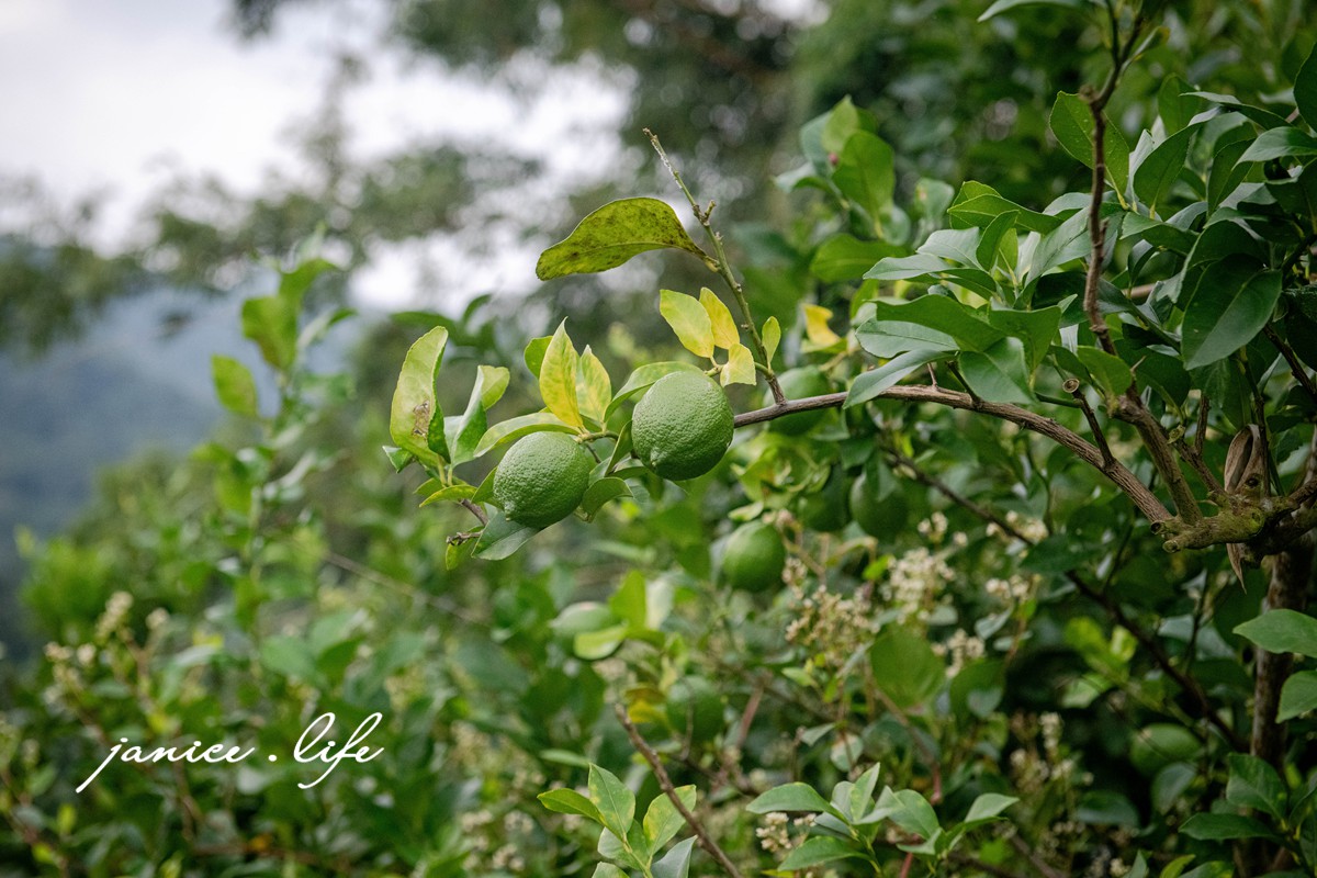 大雪山喜樂之地露營區 臺中市東勢區東坑路978-6號 大雪山喜樂之地露營區相片 大雪山喜樂之地露營區費用 大雪山喜樂之地露營區交通 大雪山喜樂之地露營區環境 台中露營 露營地推薦 露營包場推薦 潔妮食旅生活 台中旅遊 