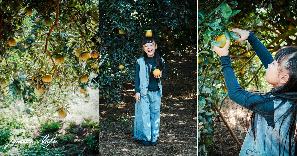 月眉柑園 新竹景點 新竹旅遊 新竹採橘子 新竹縣峨眉鄉石井村三鄰41-1號 潔妮食旅生活
