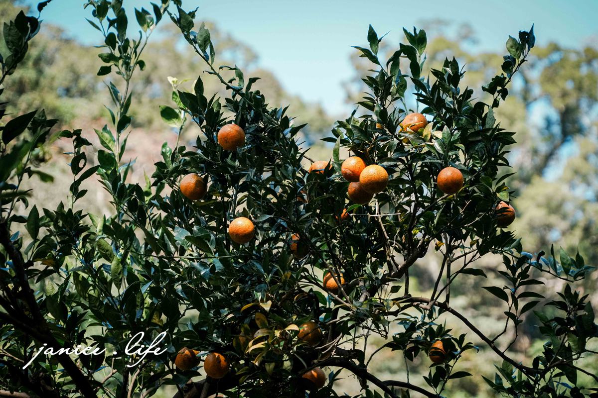 新竹景點 上瑞柑橘觀光果園 新竹橘子 新竹橘子園 新竹縣竹東鎮瑞峰里一鄰一號 新竹橘子品種 新竹砂糖橘 桶柑 海梨柑 茂谷柑 椪柑 潔妮食旅生活