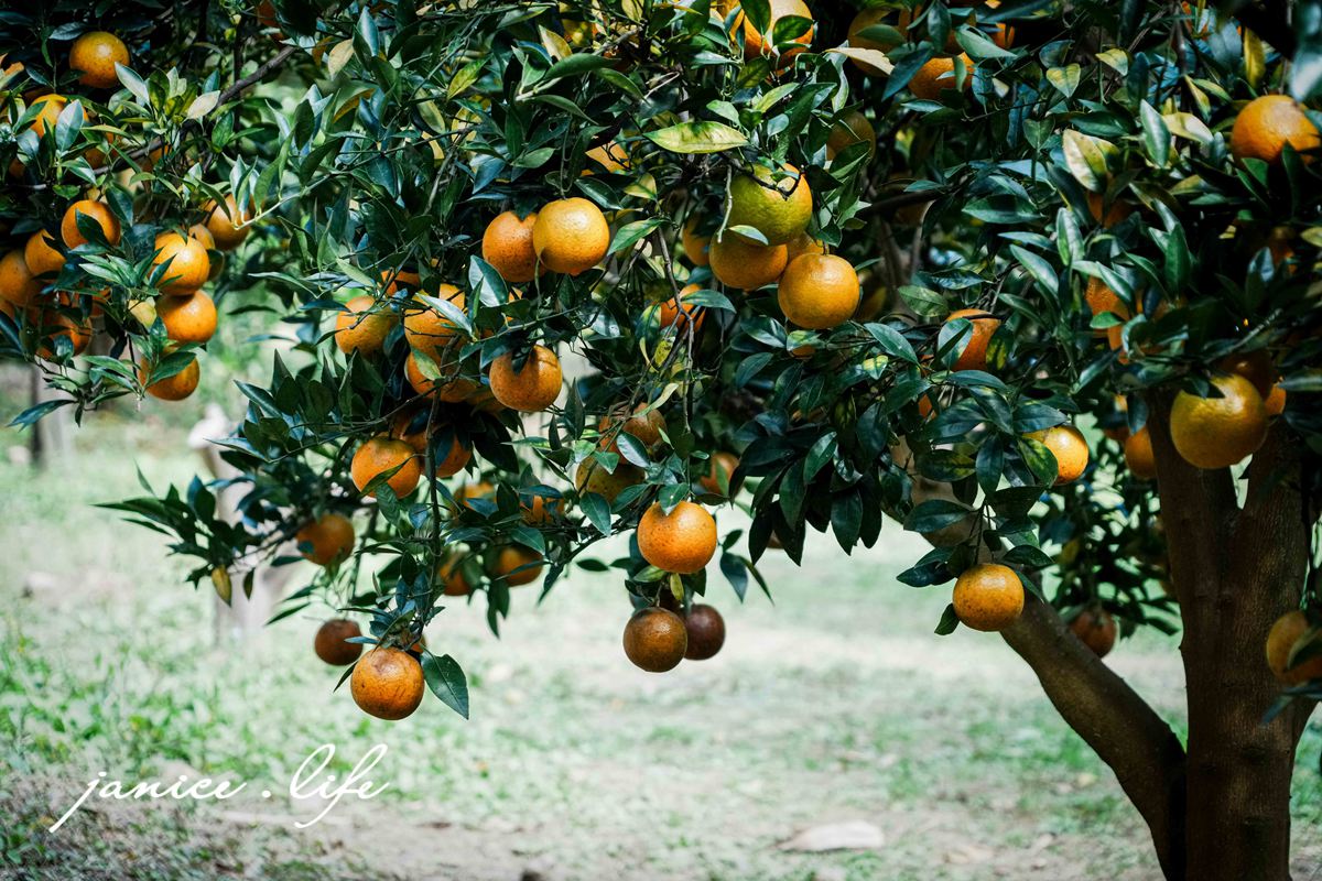 新竹景點 上瑞柑橘觀光果園 新竹橘子 新竹橘子園 新竹縣竹東鎮瑞峰里一鄰一號 新竹橘子品種 新竹砂糖橘 桶柑 海梨柑 茂谷柑 椪柑 潔妮食旅生活