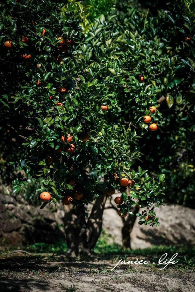 新竹景點 上瑞柑橘觀光果園 新竹橘子 新竹橘子園 新竹縣竹東鎮瑞峰里一鄰一號 新竹橘子品種 新竹砂糖橘 桶柑 海梨柑 茂谷柑 椪柑 潔妮食旅生活