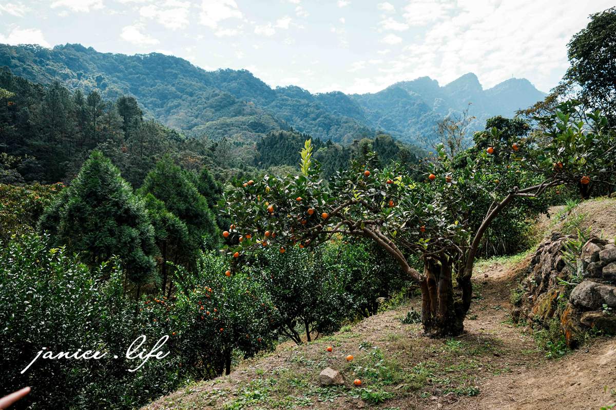 新竹景點 上瑞柑橘觀光果園 新竹橘子 新竹橘子園 新竹縣竹東鎮瑞峰里一鄰一號 新竹橘子品種 新竹砂糖橘 桶柑 海梨柑 茂谷柑 椪柑 潔妮食旅生活