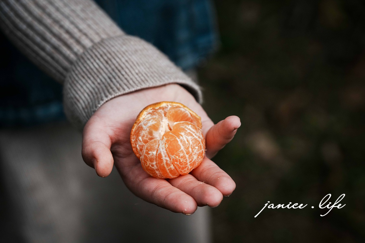 新竹景點 上瑞柑橘觀光果園 新竹橘子 新竹橘子園 新竹縣竹東鎮瑞峰里一鄰一號 新竹橘子品種 新竹砂糖橘 桶柑 海梨柑 茂谷柑 椪柑 潔妮食旅生活