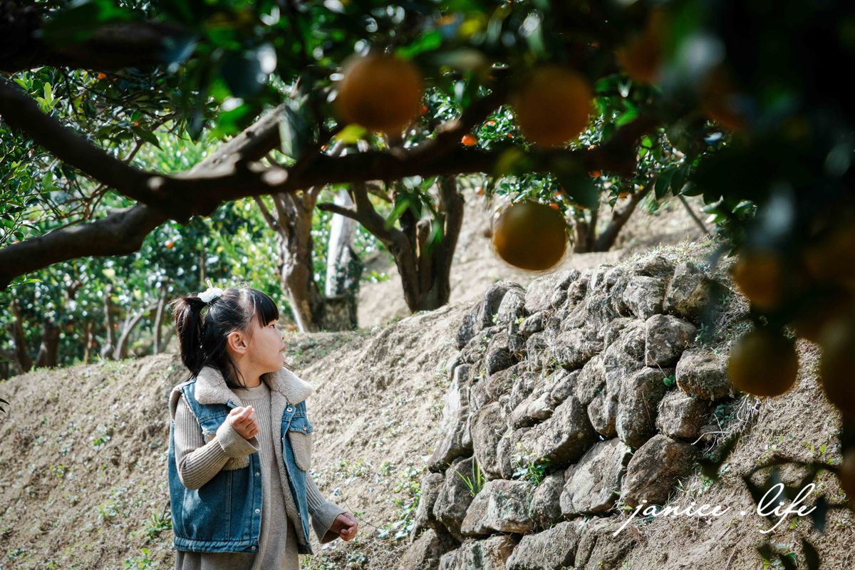 新竹景點 上瑞柑橘觀光果園 新竹橘子 新竹橘子園 新竹縣竹東鎮瑞峰里一鄰一號 新竹橘子品種 新竹砂糖橘 桶柑 海梨柑 茂谷柑 椪柑 潔妮食旅生活