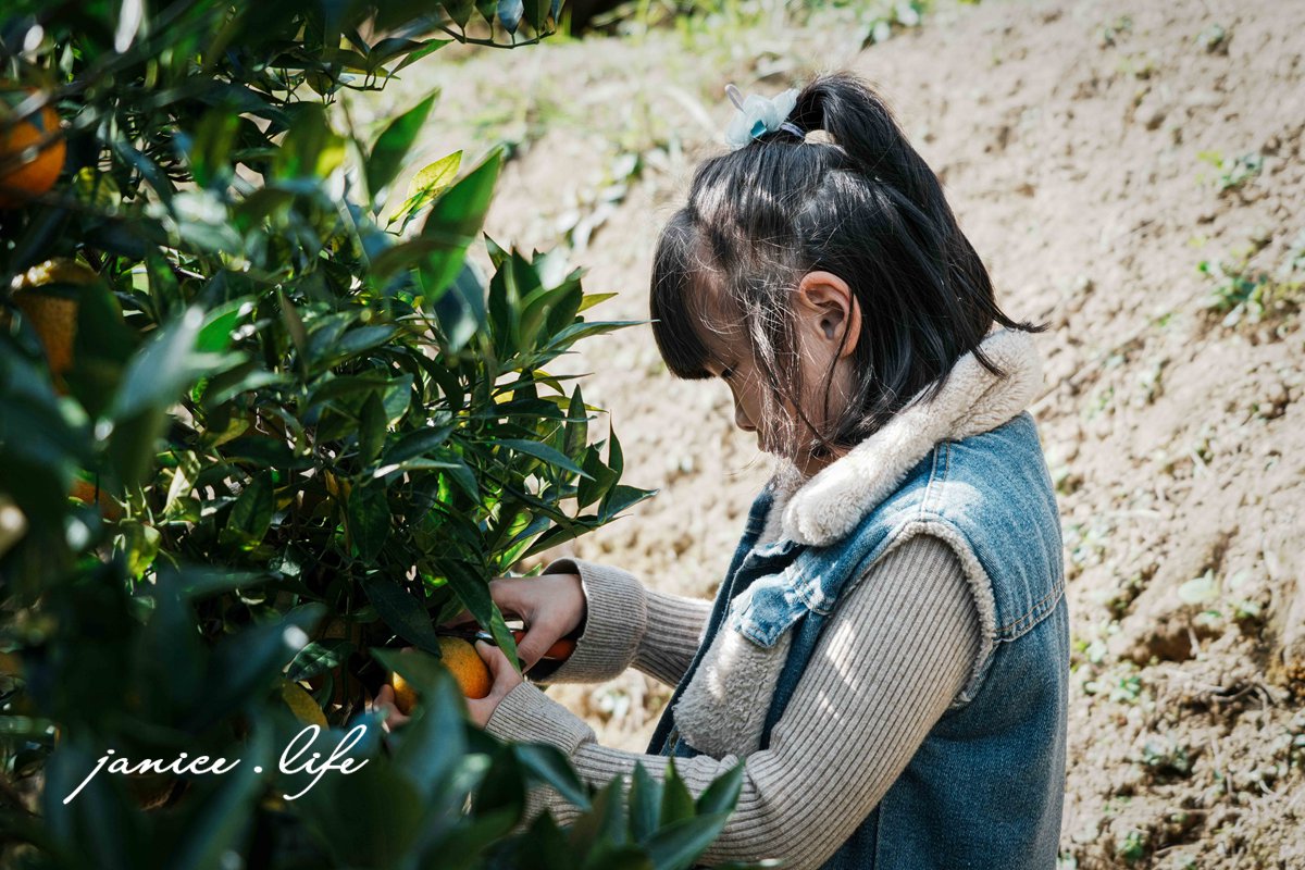 新竹景點 上瑞柑橘觀光果園 新竹橘子 新竹橘子園 新竹縣竹東鎮瑞峰里一鄰一號 新竹橘子品種 新竹砂糖橘 桶柑 海梨柑 茂谷柑 椪柑 潔妮食旅生活