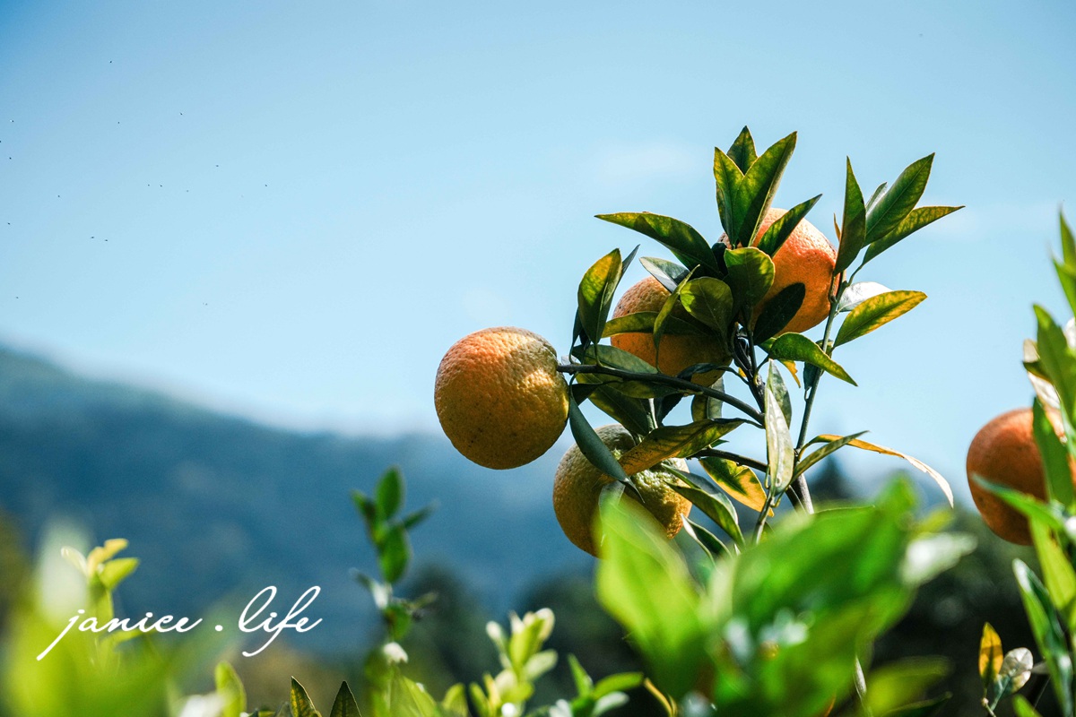 新竹景點 上瑞柑橘觀光果園 新竹橘子 新竹橘子園 新竹縣竹東鎮瑞峰里一鄰一號 新竹橘子品種 新竹砂糖橘 桶柑 海梨柑 茂谷柑 椪柑 潔妮食旅生活