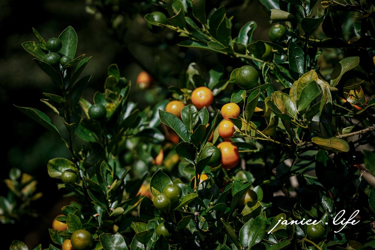 新竹景點 上瑞柑橘觀光果園 新竹橘子 新竹橘子園 新竹縣竹東鎮瑞峰里一鄰一號 新竹橘子品種 新竹砂糖橘 桶柑 海梨柑 茂谷柑 椪柑 潔妮食旅生活